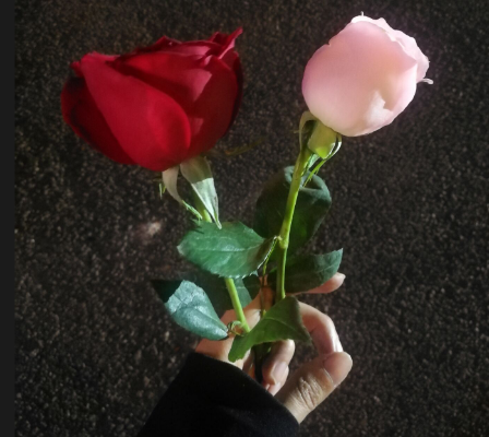 玫瑰花.png